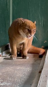 2.2M views · 41K reactions | Fraulein, Bear Creek Feline Centers Jaguarundi is actually being very sweet to our senior cat handler Jared | Bear Creek Feline Center | Facebook