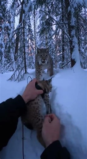 Hands Snapping a Loop Free in a Snowy Forest Hollow