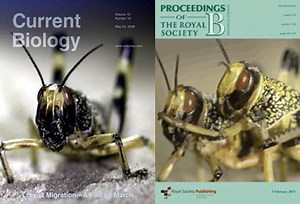 Collective behavior in locust swarms