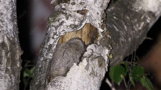 Eurasian scops owl, Otus scops. The parent brought the chick a locust