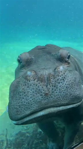 Why hippo always stay in water 🤔 #nature #wild… | Facts Figures