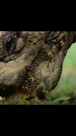 Tortoises and Turtles: The Fascinating World of Pet Care