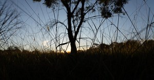 Become a Citizen Scientist with Conservation Volunteers Australia