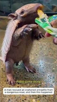 Raising an orphaned baby armadillo #armadillo #animal #rescueanimals #wildlife #rescue