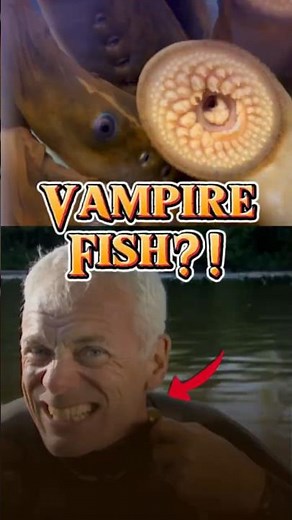 THIS “VAMPIRE FISH” IS A DELICACY! Lamprey in Europe vs USA #fish #weird