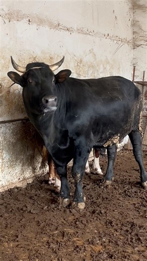 Angry Bull – Dangerous Moment!#angrybull