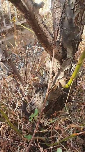 Tree trunk #cedar elm #plant