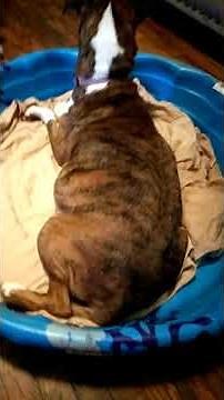 Dog in labor having contractions part two