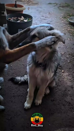 😂#bad_boy #ethiomeme #ethiopian_tik_tok🇪🇹🇪🇹🇪🇹 #fypシ゚viral🖤tiktok #Fyp