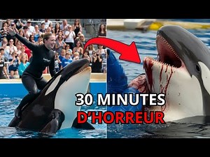 The TERRIFYING Last Moments of Orca Trainer Jessica Radcliffe