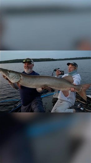 BEAST Musky! 💪🏼🎣🔥 #musky #muskyfishing #muskie #beast
