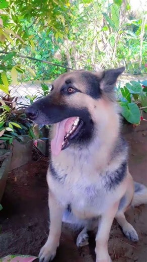 Good morning guys 🌞🐾🐕 #dog #germanshepherd #trending #viral #love #petsrule #pets #cute #puppy