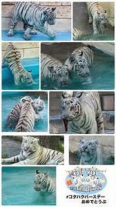 コタハクの思い出#コタハク1stバースデー　#東武動物公園　#ホワイトタイガー　#コタハク　#コタハクバースデーおめでとうぶ