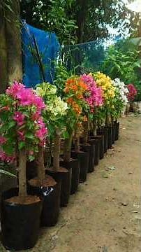 Bougainvillea Cuttings Successfully Rooted & Repotted