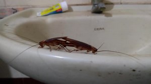 The secret lives of cockroaches |Cockroach mating | Its a Close-up view |