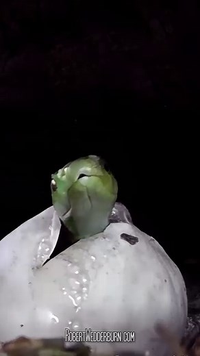 48K views · 379 reactions | Green Mamba Hatching: In this video, you...