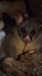 Possums: Close-up footage of Australia’s most adaptable marsupial