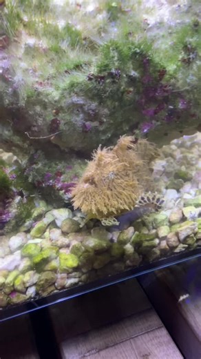 Tadpole the Frogfish 🇨🇦 (@tadpolethefrogfish)’s videos with original sound - Tadpole the Frogfish 🇨🇦