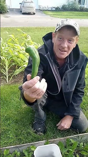 Harvesting Anaheim Peppers For Hot Sauce.