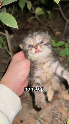 💔😭She found a kitten in the bushes and gave it a home 🐱❤️#animals #rescue #lovestory #pets #cat | FurryHope