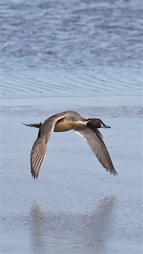 Sam Rino on Instagram: "Me:🗯️Hey how would you like to be featured on my instagram ??!! Pintail duck 🦆:🗯️unmm…no thanks I am good !!! Me:🗯️I ‘ll thrown in some algae, worms and some crustaceans in the deal !!! Pintail duck 🦆:🗯️Now you are talking man !!! I’ll be right there !!! Make sure you get my good side fool !! 🤨 Northern pintail duck 🦆 in flight !!! Absolutely beautiful ducks !!! Please check out my YouTube channel link in my profile and please don’t forget to subscribe 😊🙏🏻 Musi