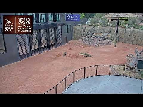 The Giraffe Center Outdoor Cam | Live from Cheyenne Mountain Zoo