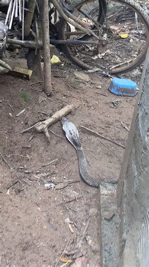 Snake Attack on My Chicks! 😱 #farmlife