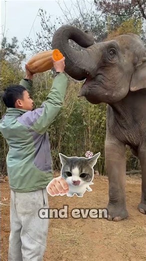 Top 5 SMARTEST Animals on Earth 🧠🐾 (You Won’t Believe #1!) #viral #shorts #animals