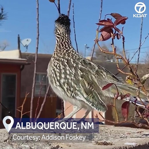 114K views · 792 reactions | Have you ever been this close with a roadrunner? We haven't either. The New Mexico state bird is well known for being quick on its feet and can gain speeds up to 15 mph. That’s pretty impressive for a 2-foot-long bird.  | KOAT | Facebook