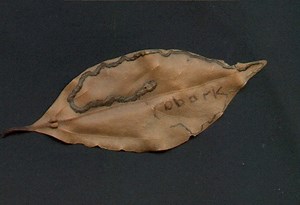 How to Identify, Treat and Get Rid of Leaf Miners