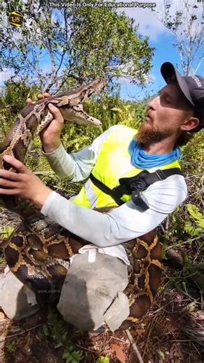 अजगर को पकड़ने का जोखिम क्यों | Why risk catching a python | #shorts