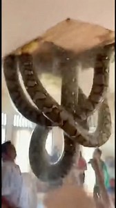 Two Giant Pythons Crash Through the Living Room Ceiling!