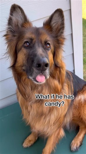 Grizzly Bane on Instagram: "Stranger Danger Compilation 😅 audio: @jasonbankscomedy this is what started our Derek journey. I was scrolling on Tik Tok and saw this video of Jason’s and knew I had to recreate it with Bane and Brue! #jasonbankscomedy #derek #baneandbrue #strangerdanger"