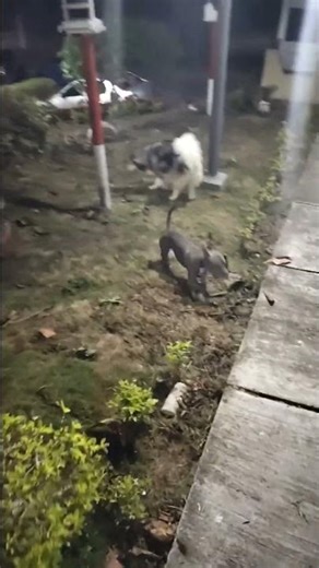 Cloe El amor de flash gordon