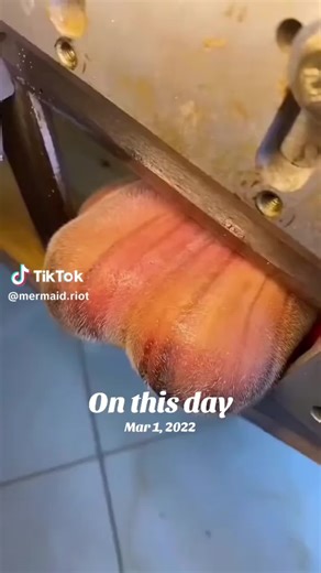 LeannUnhinged (@leann852020)’s videos with original sound - LeannUnhinged