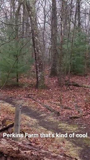Eastern Wild Turkey in Perkin Conservation Worcester, MA?🦃 Meleagris gallopavo silvestris #wildlife