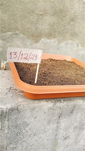 "Fresh Wheatgrass Update 🌱 | Day 1 Tray Planting with Date!