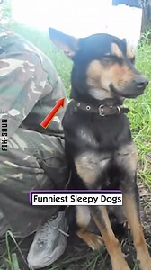 Funniest Sleepy Dogs | FikShun Stegall