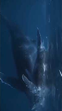 When Humpback Whales Sing Their Songs #hope #breakingnews #humpbackwhale #fypシ #fyp #ocean
