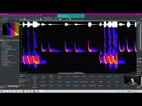 Bat call to ring tone