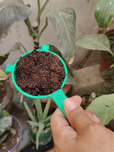 Hoy me di a la tarea de ponerle restos de café a mis plantas para que sigan creciendo hermosas, ya las tengo un poco desatendidas por mi trabajo. #plantas #jardineriayplantas #cafeparaplantas #remediosparaplantas #diaadiaconedi