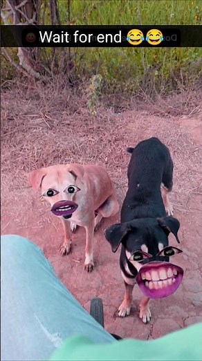 "2 Talking Dogs in Hilarious Conversation – Ultimate Doggy Comedy!" 😂😂😂