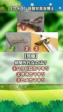 Which one is the odd one out? (Mantis version) | [Quiz] Aim to be an insect expert! #Beetle #Stag...