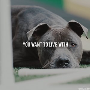 YOUR PATH, YOUR PACK, and YOUR PURPOSE. 🫵 | Cesar Millan