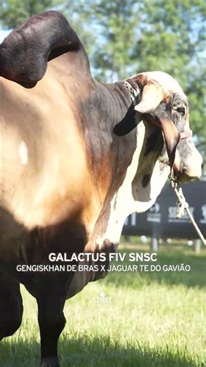 GALACTUS FIV SNSC: genética A2A2 com alto potencial leiteiro