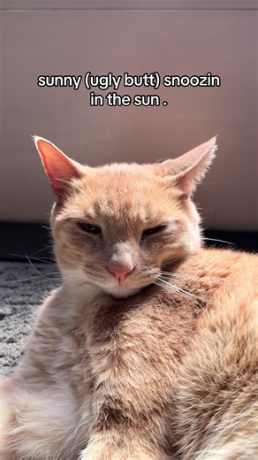 so eepy #cat #catsoftiktok #queef #fyp #viral