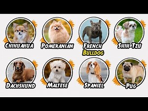 Every Small Dog Breed Explained in 10 Minutes