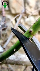 1.8M views · 12K reactions | Grow roses through grafting #reels | Easy Grafting Techniques | Facebook