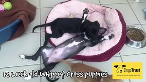 17K views · 358 reactions | These adorable 12 week old Whippet Cross puppies are available for adoption and looking for their forever homes! If you are interested in adopting one of these wonderful Whippets, then please pop into our Rehoming Centre to talk to a member of our team. No need to make an appointment, just drop in between 12pm and 4pm! You can find directions here: https://bit.ly/2r5HPfO | Dogs Trust Ireland | Facebook