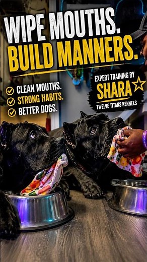 Your Cane Corso Should Learn THIS After Every Meal 🐾#twelvetitanskennels #wasabispetstore